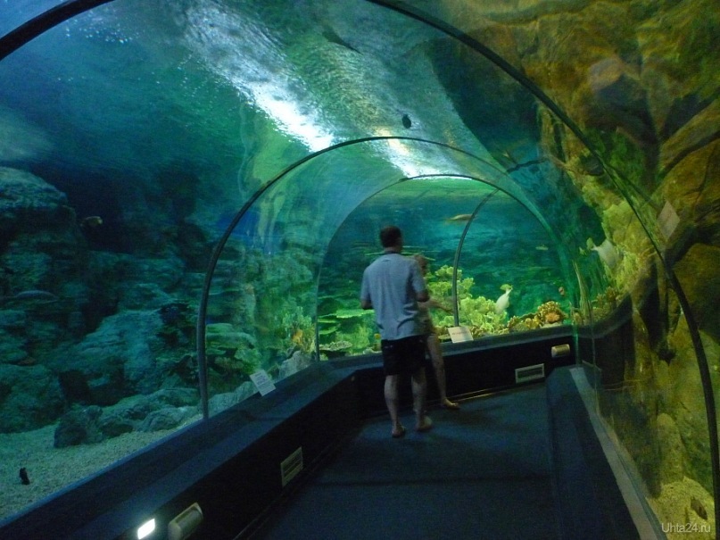 Океанариум адлер сайт. Океанариум Sochi Discovery World Aquarium. Адлер Ленина 219 океанариум. Сочинский аквариум Адлер. Самый большой океанариум в Сочи и Адлере.