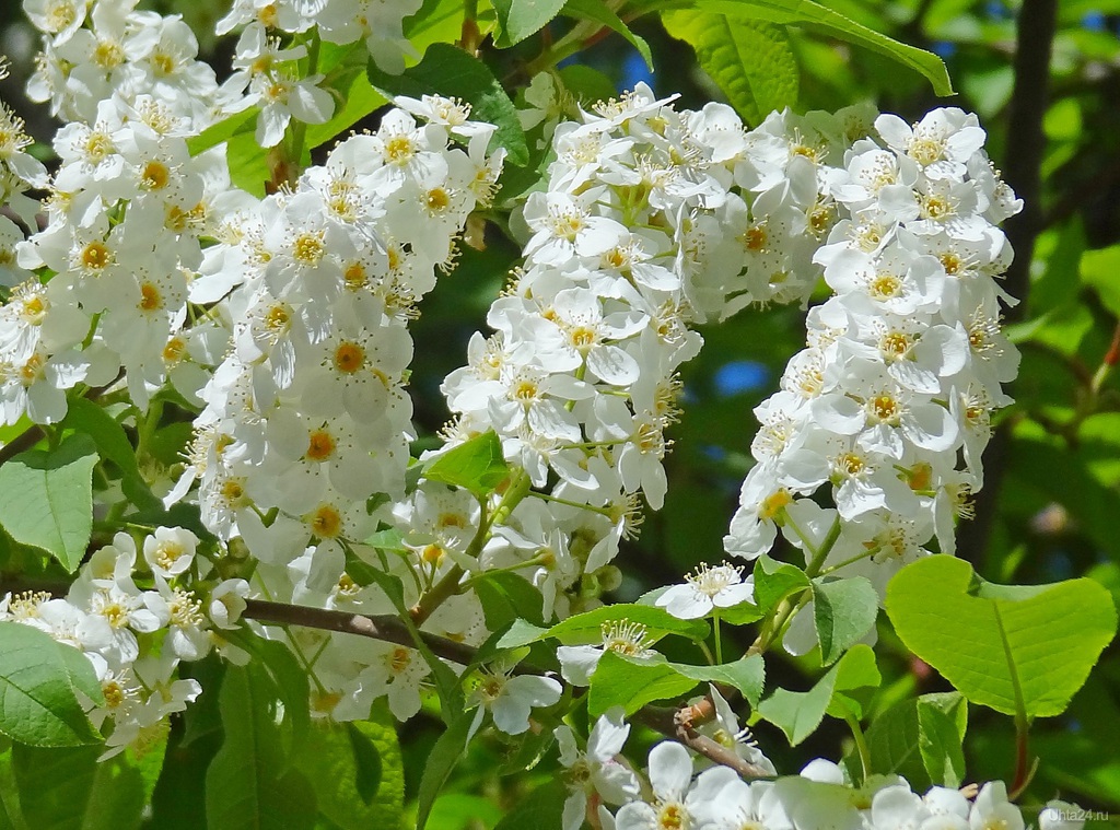 Цветение черемухи картинки