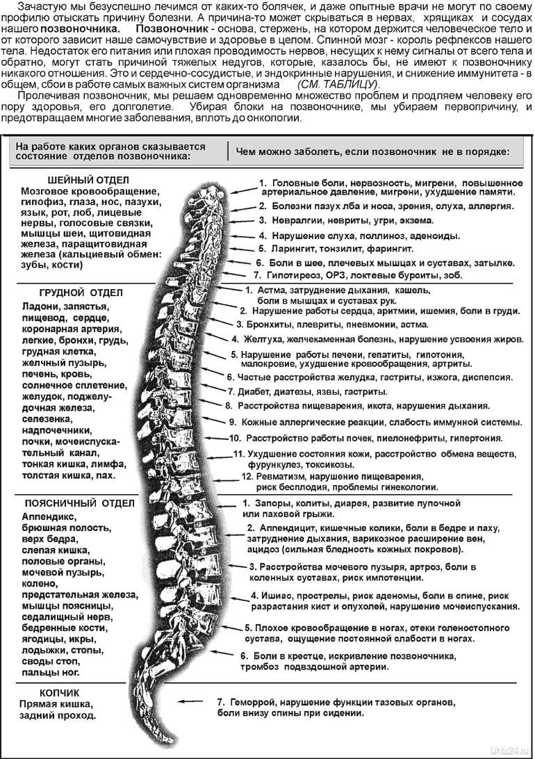 Иннервация позвоночника схема