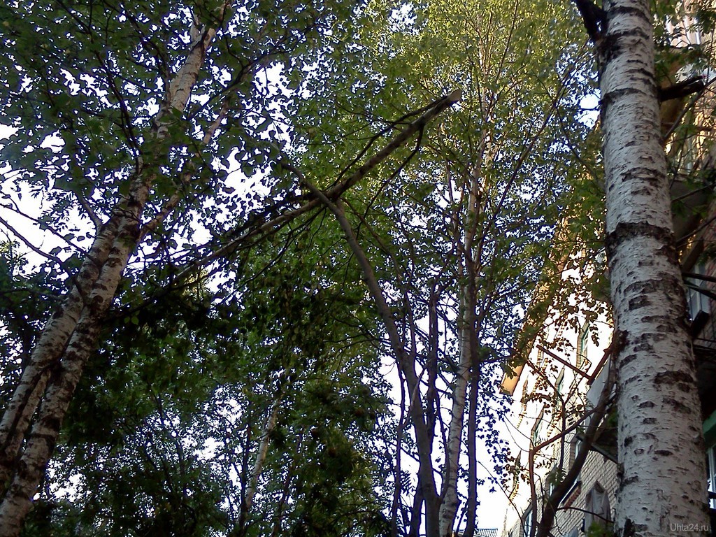Береза очень созвучна русской природе впр. Дерево Ухта показать фото. Березки стволы много вместе фото. Купить дерево Ухта.