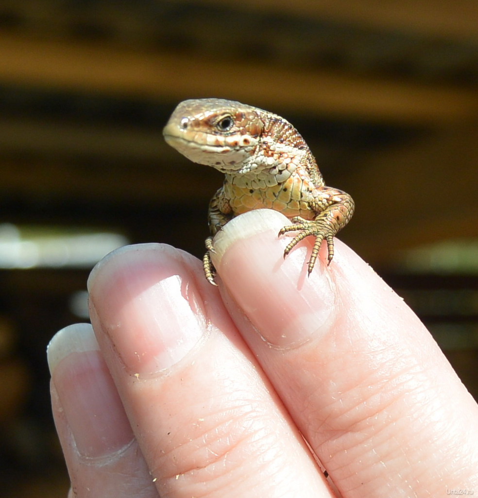 Мелкие ящерицы. Карликовый геккон. Харагуанский сферо (карликовый геккон, Sphaerodactylus ariasae),. Маленькая ящерица. Маленькие ящерки.