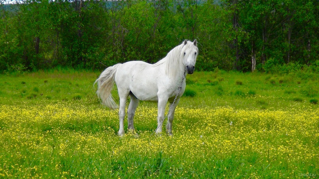 Белая лошадь сысерть