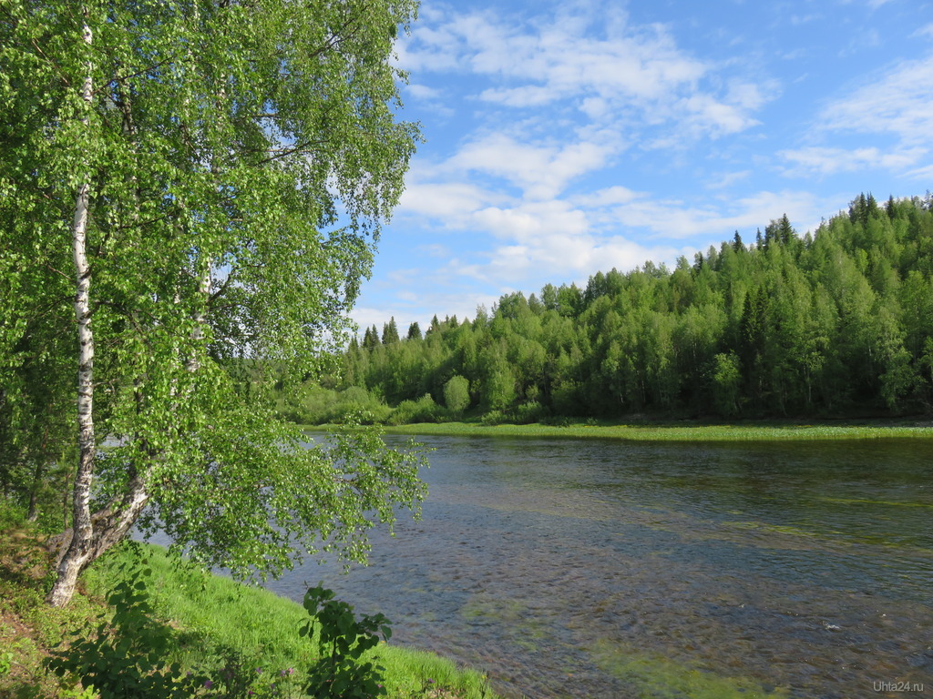 Ы березы на берегу реки