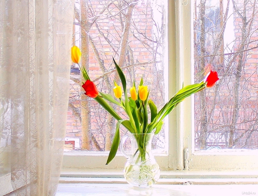 Тюльпаны на балконе зимой. Цветы на окне. Окно с цветами на подоконнике. Весенние цветы на окне. Букет цветов на подоконнике.