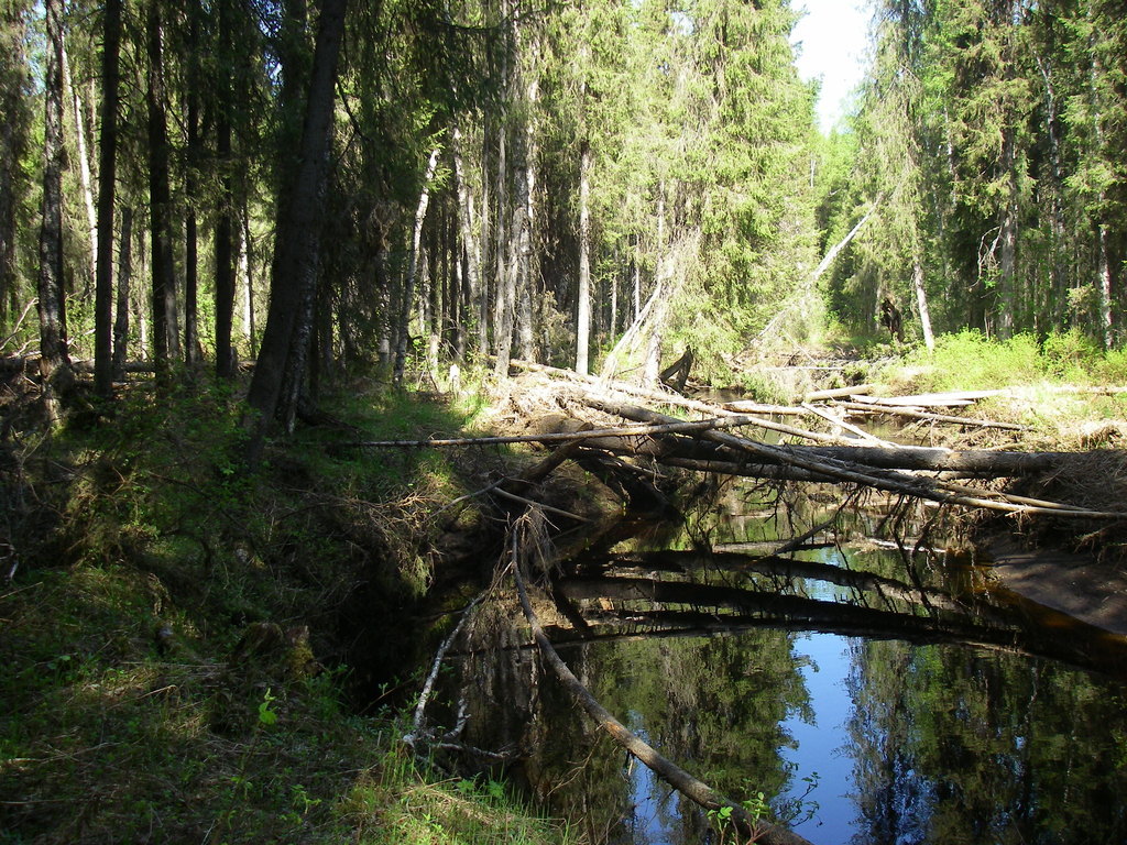 Фото леший бродит