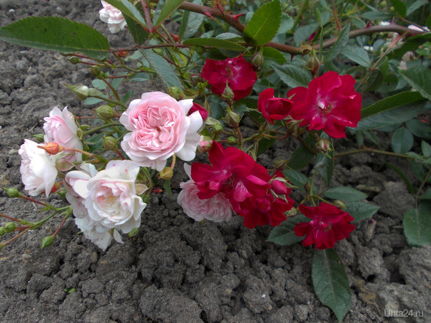 Что такое роза почвопокровная фото и описание