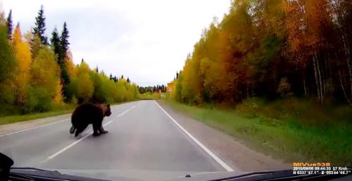 Скорость бега медведя в км ч. Животные обгонят человека. Медведь способен обогнать лошадь. Медведь обогнал лошадь. Город Ухта случай с медведями.